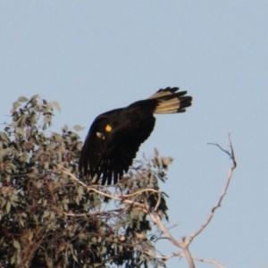 Zanda funerea at Springdale Heights, NSW - 28 May 2021 03:31 PM