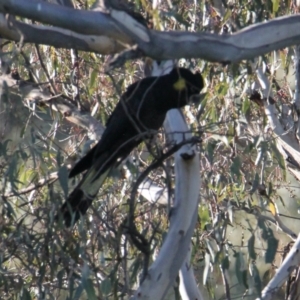 Zanda funerea at Springdale Heights, NSW - 28 May 2021 03:31 PM