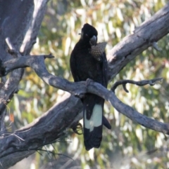 Zanda funerea at Springdale Heights, NSW - 28 May 2021 03:31 PM