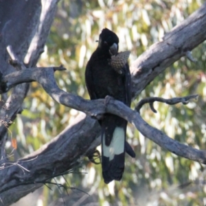 Zanda funerea at Springdale Heights, NSW - 28 May 2021 03:31 PM