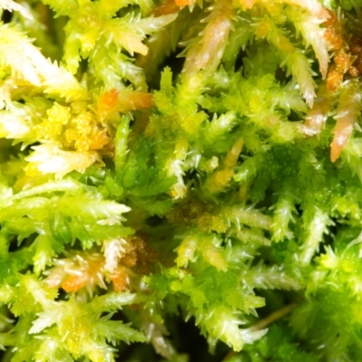 Sphagnum sp. (genus) (Sphagnum moss) at Cotter River, ACT - 16 Apr 2021 by Jek