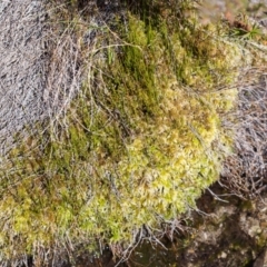 Sphagnum sp. (genus) at Cotter River, ACT - 16 Apr 2021