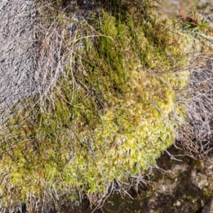 Sphagnum sp. (genus) at Cotter River, ACT - 16 Apr 2021 01:34 PM