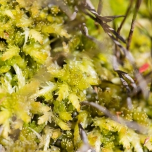 Sphagnum sp. (genus) at Cotter River, ACT - 16 Apr 2021