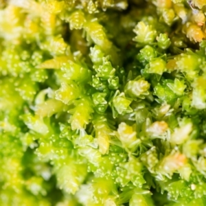 Sphagnum sp. (genus) at Cotter River, ACT - 16 Apr 2021 01:34 PM