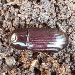 Uloma (Uloma) sanguinipes (Darkling beetle) at Bruce Ridge - 28 May 2021 by trevorpreston