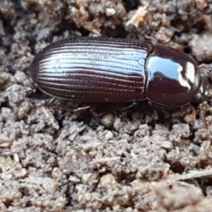 Uloma (Uloma) sanguinipes at Bruce, ACT - 28 May 2021