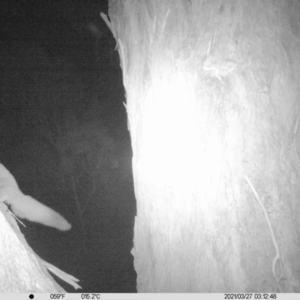 Petaurus norfolcensis at Wirlinga, NSW - 27 Mar 2021 03:26 AM