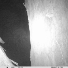 Petaurus norfolcensis at Wirlinga, NSW - 27 Mar 2021 03:26 AM