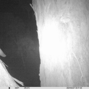 Petaurus norfolcensis at Wirlinga, NSW - 27 Mar 2021 03:26 AM