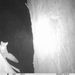 Petaurus norfolcensis at Wirlinga, NSW - 27 Mar 2021 03:26 AM