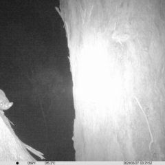 Petaurus norfolcensis at Wirlinga, NSW - 27 Mar 2021 03:26 AM