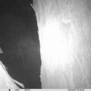 Petaurus norfolcensis at Wirlinga, NSW - 27 Mar 2021 03:26 AM