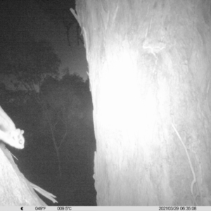 Petaurus norfolcensis at Wirlinga, NSW - 29 Mar 2021 06:35 AM