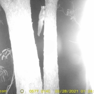 Petaurus norfolcensis at Wirlinga, NSW - 28 Mar 2021 01:24 AM