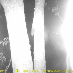 Petaurus norfolcensis at Wirlinga, NSW - 4 Apr 2021 12:11 AM