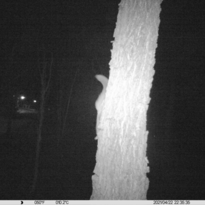 Petaurus norfolcensis (Squirrel Glider) at Monitoring Site 018 - Road - 22 Apr 2021 by ChrisAllen