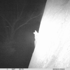 Petaurus norfolcensis (Squirrel Glider) at Albury - 12 Apr 2021 by ChrisAllen