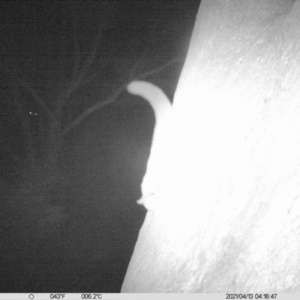 Petaurus norfolcensis at Undefined Area - 13 Apr 2021 04:18 AM