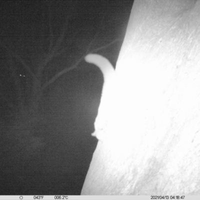 Petaurus norfolcensis (Squirrel Glider) at Monitoring Site 029 - Remnant - 12 Apr 2021 by ChrisAllen