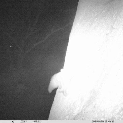 Petaurus norfolcensis (Squirrel Glider) at Monitoring Site 029 - Remnant - 29 Apr 2021 by ChrisAllen