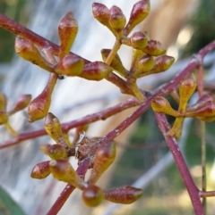 Eucalyptus mannifera (Brittle Gum) at Holt, ACT - 27 May 2021 by drakes