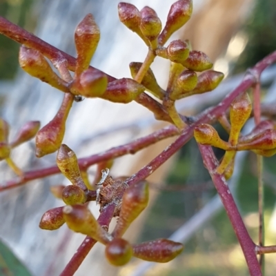 Eucalyptus mannifera (Brittle Gum) at Holt, ACT - 26 May 2021 by drakes