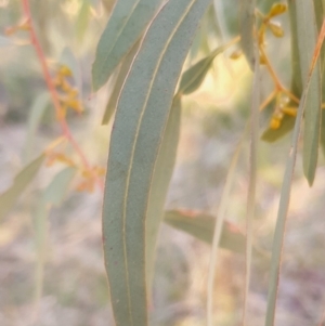 Eucalyptus mannifera at Holt, ACT - 27 May 2021