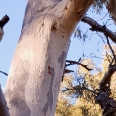 Eucalyptus mannifera at Holt, ACT - 27 May 2021 08:57 AM