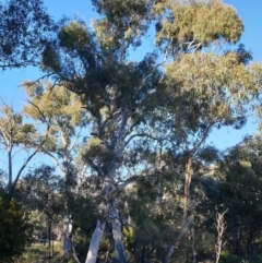 Eucalyptus mannifera at Holt, ACT - 27 May 2021 08:57 AM