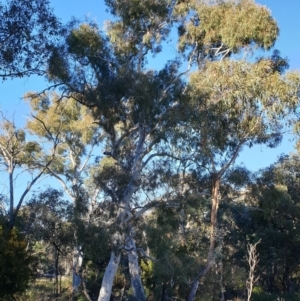 Eucalyptus mannifera at Holt, ACT - 27 May 2021