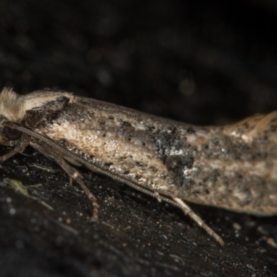 Monopis argillacea (A Clothes moth (Tineidae)) at Melba, ACT - 18 Nov 2020 by Bron