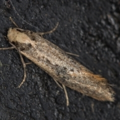 Monopis argillacea at Melba, ACT - 18 Nov 2020