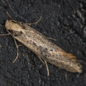 Monopis argillacea at Melba, ACT - 18 Nov 2020