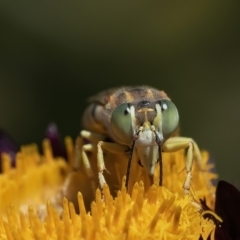 Bembix sp. (genus) (Unidentified Bembix sand wasp) at ANBG - 12 Feb 2019 by WHall