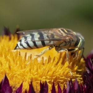 Bembix sp. (genus) at Downer, ACT - 12 Feb 2019