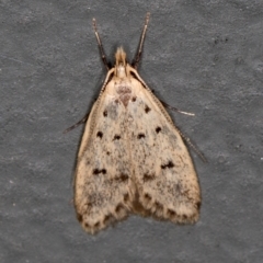 Atheropla decaspila (A concealer moth) at Melba, ACT - 18 Nov 2020 by Bron