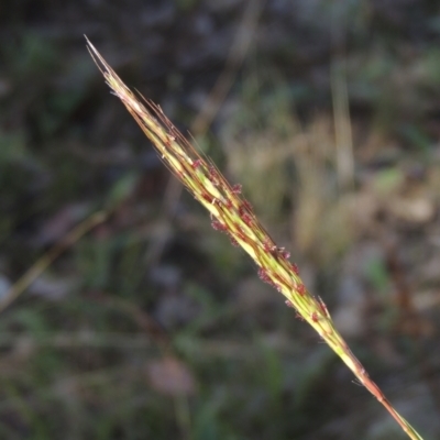 Bothriochloa macra (Red Grass, Red-leg Grass) at Rob Roy Range - 30 Mar 2021 by michaelb