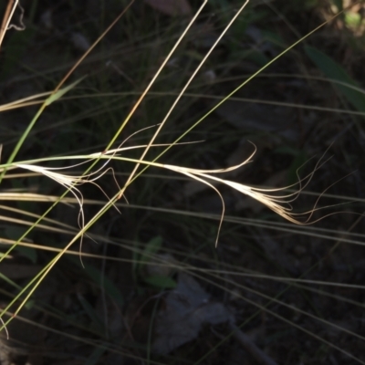 Anthosachne scabra (Common Wheat-grass) at Rob Roy Range - 30 Mar 2021 by michaelb