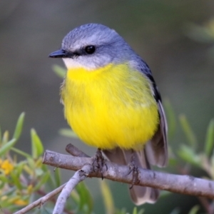 Eopsaltria australis at Acton, ACT - 28 May 2021