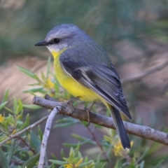 Eopsaltria australis at Acton, ACT - 28 May 2021