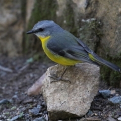 Eopsaltria australis at Acton, ACT - 28 May 2021