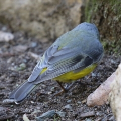 Eopsaltria australis at Acton, ACT - 28 May 2021