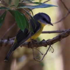 Eopsaltria australis at Acton, ACT - 28 May 2021