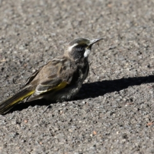 Phylidonyris novaehollandiae at Acton, ACT - 28 May 2021