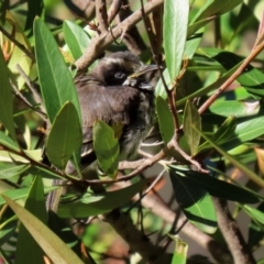 Phylidonyris novaehollandiae at Acton, ACT - 28 May 2021