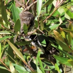 Phylidonyris novaehollandiae at Acton, ACT - 28 May 2021