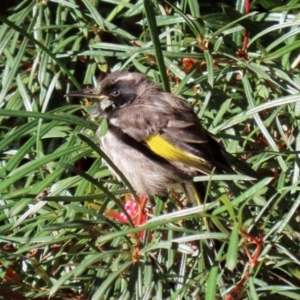 Phylidonyris novaehollandiae at Acton, ACT - 28 May 2021