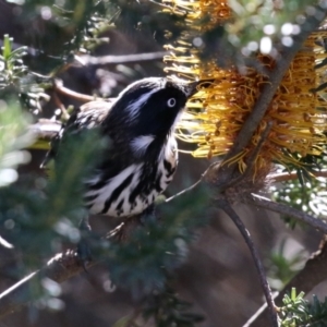 Phylidonyris novaehollandiae at Acton, ACT - 28 May 2021