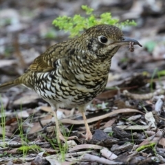 Zoothera lunulata at Acton, ACT - 28 May 2021